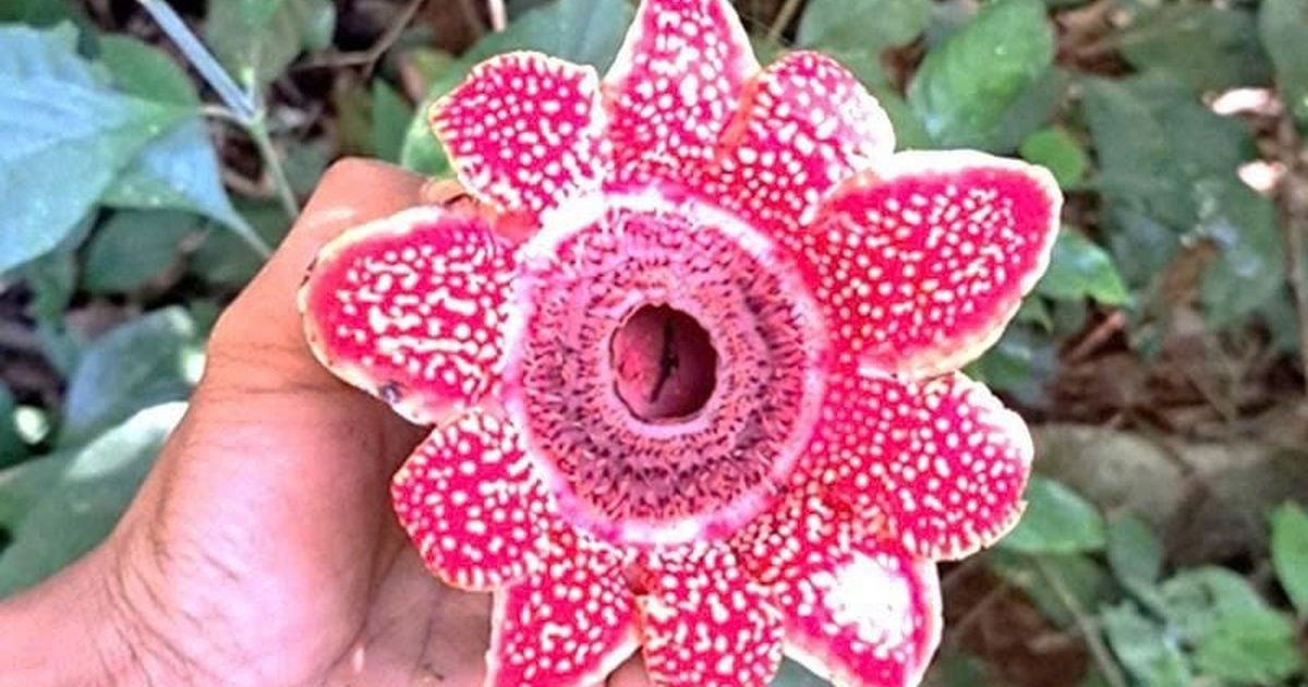 Phát hiện loài hoa quý hiếm Địa nhãn Himalaya trong rừng Phong Nha – Kẻ Bàng