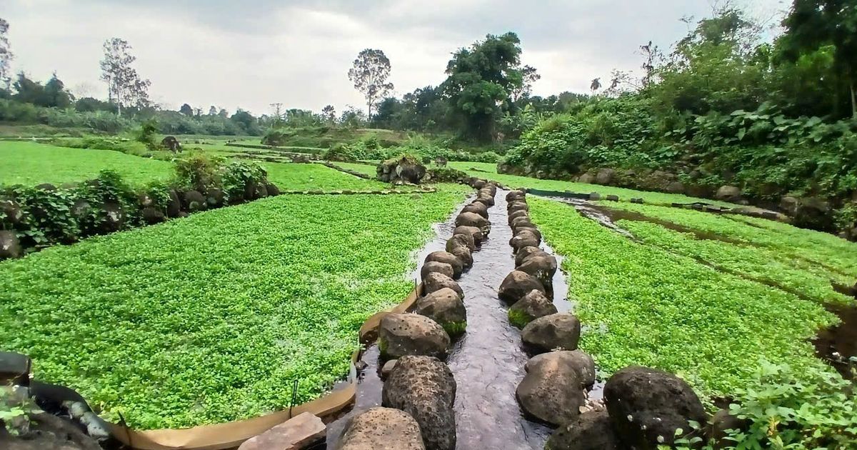 Rau Liệt (Xà lách xoong) – đặc sản siêu sạch của xã Cồn Tiên tỉnh Quảng Trị