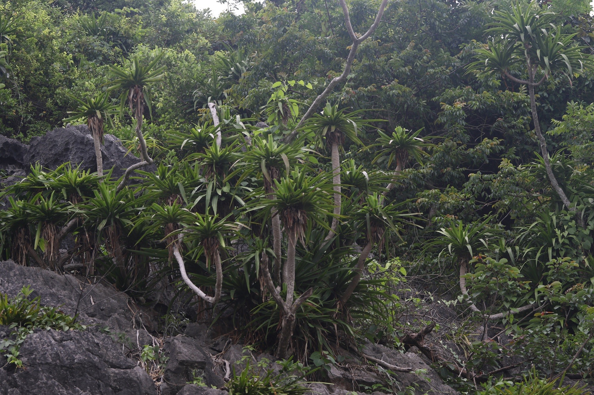 cay-huyet-giac-ly-dia-hang-tuan-la-van-tuoi-xanh-1781510102 cay-huyet-giac-ly-dia-hang-tuan-la-van-tuoi-xanh-1781510102.jpg