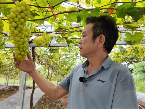 “Đột nhập” vườn nho sở hữu giống đắt nhất thế giới ngay tại Phú Thọ