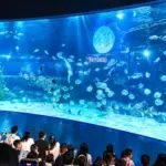Múa lân ở độ sâu 7m, nàng tiên cá đón trăng giữa đại dương tại Thủy cung Lotte World Hà Nội
