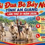 Sôi nổi Hội Đua bò Bảy Núi tỉnh An Giang lần thứ 31 năm 2026