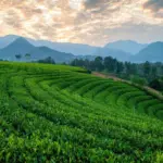 Festival Trà Quốc tế – Thái Nguyên 2026 mở rộng không gian kết nối cho ngành trà