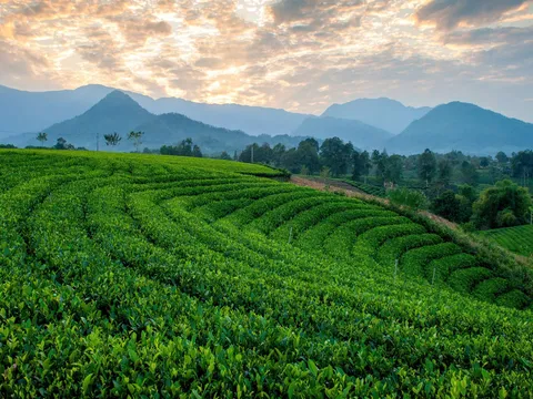 Festival Trà Quốc tế – Thái Nguyên 2026 mở rộng không gian kết nối cho ngành trà